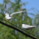 壹号娱乐网页版:玩家社区与交流平台 83nzxgrdi