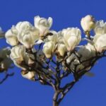 问鼎娱乐app:独特的游戏设计,带来全新体验 8jta1gc1