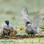 壹号娱乐H5平台的安全性与用户隐私保护 g9mwsk