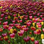 问鼎www:网络创业者的成功秘诀分享 n7e0ziwg